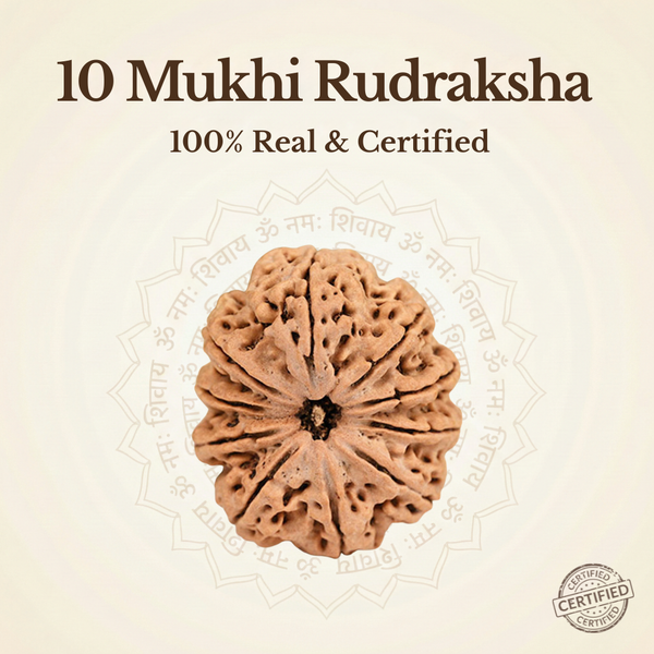 Nepal Origin 10 Mukhi Rudraksha