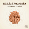 Nepal Origin 11 Mukhi Rudraksha
