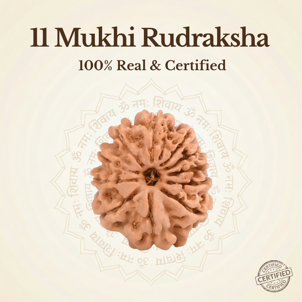 Nepal Origin 11 Mukhi Rudraksha