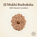 Nepal Origin 12 Mukhi Rudraksha