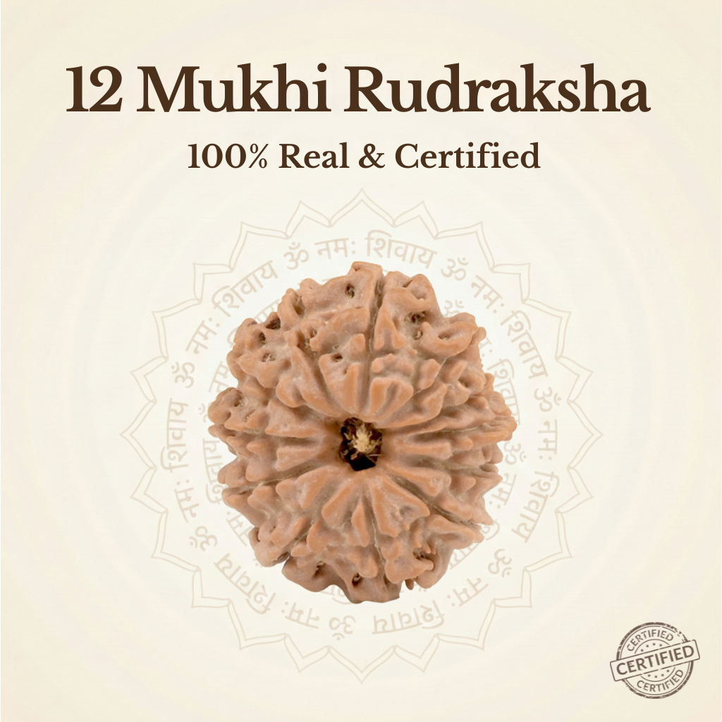 Nepal Origin 12 Mukhi Rudraksha
