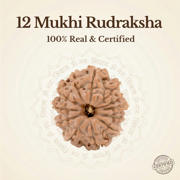 Nepal Origin 12 Mukhi Rudraksha