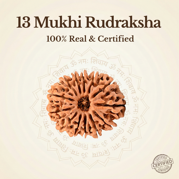 Nepal Origin 13 Mukhi Rudraksha