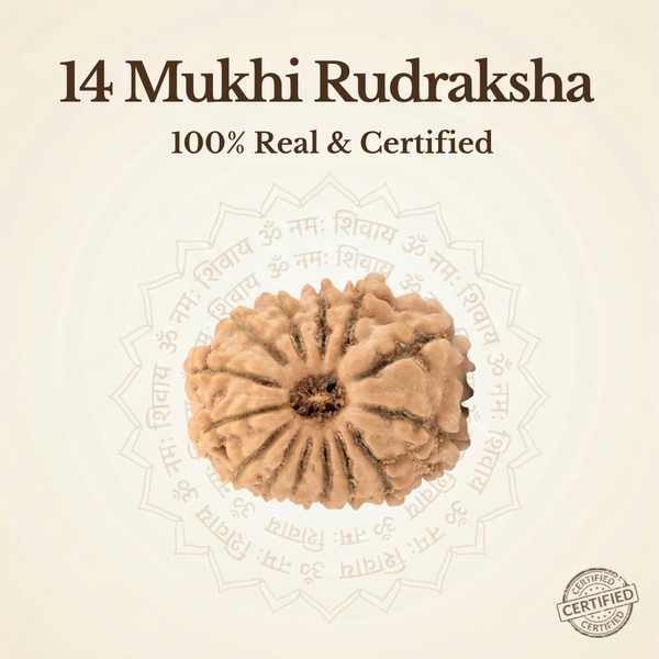 Nepal Origin 14 Mukhi Rudraksha