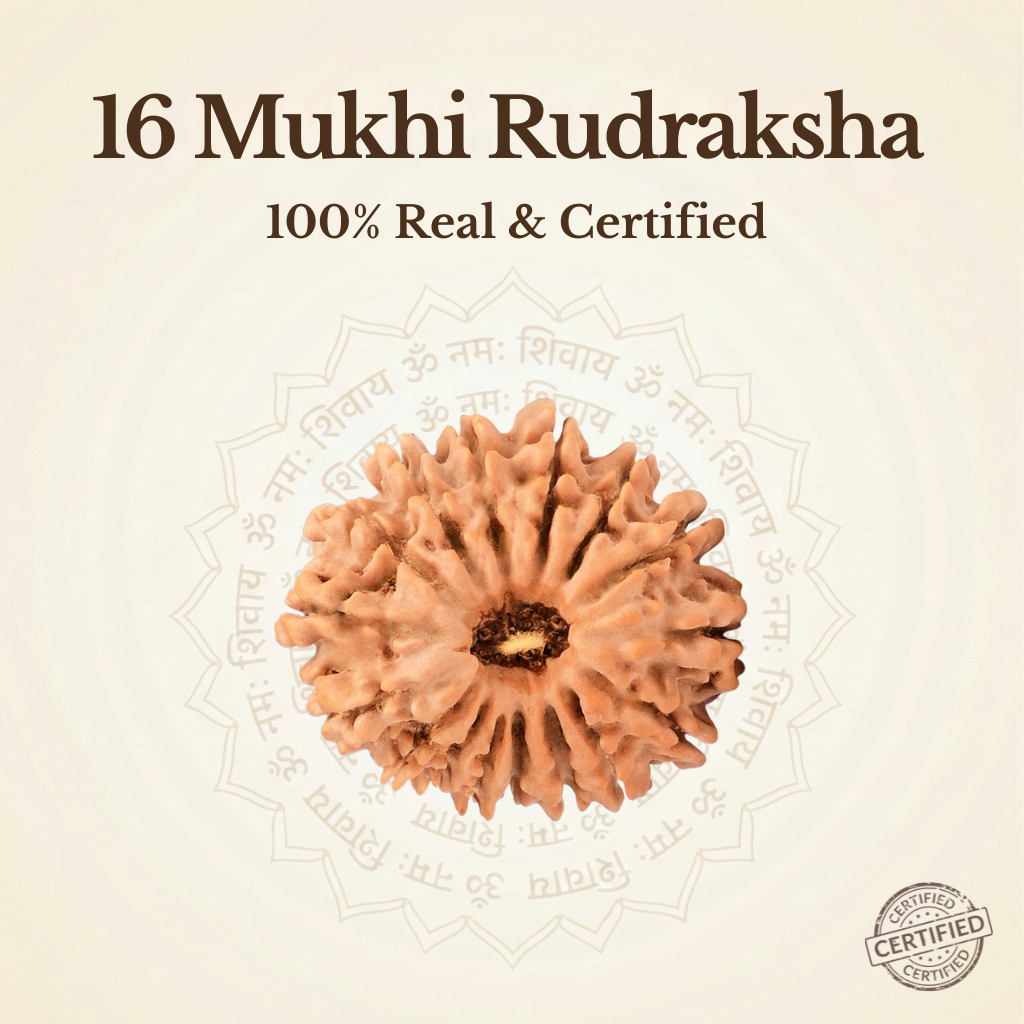 Nepal Origin 16 Mukhi Rudraksha