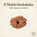 Nepal Origin 17 Mukhi Rudraksha