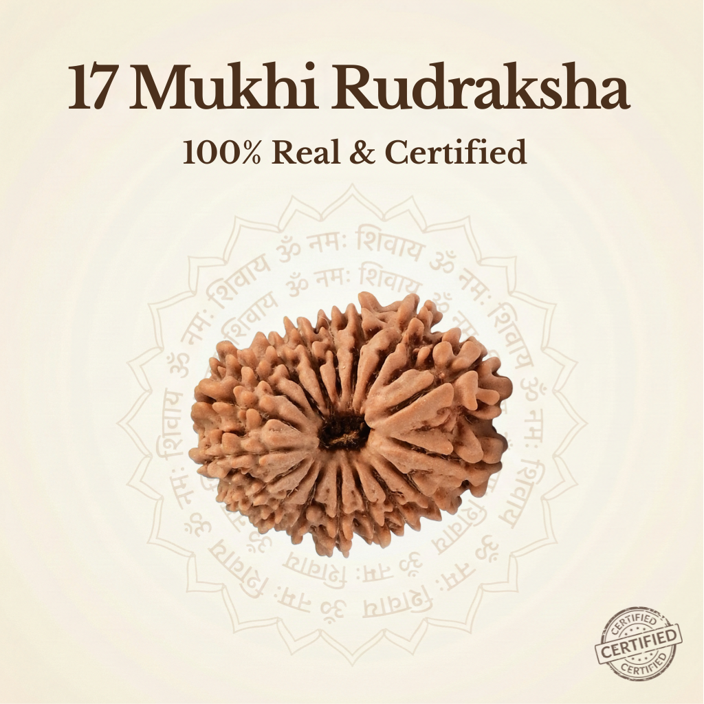 Nepal Origin 17 Mukhi Rudraksha