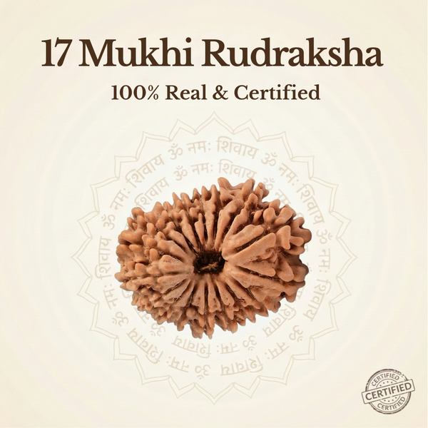 Nepal Origin 17 Mukhi Rudraksha