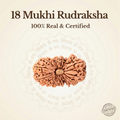 Nepal Origin 18 Mukhi Rudraksha