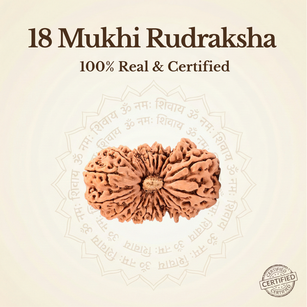 Nepal Origin 18 Mukhi Rudraksha