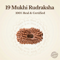 Nepal Origin 19 Mukhi Rudraksha