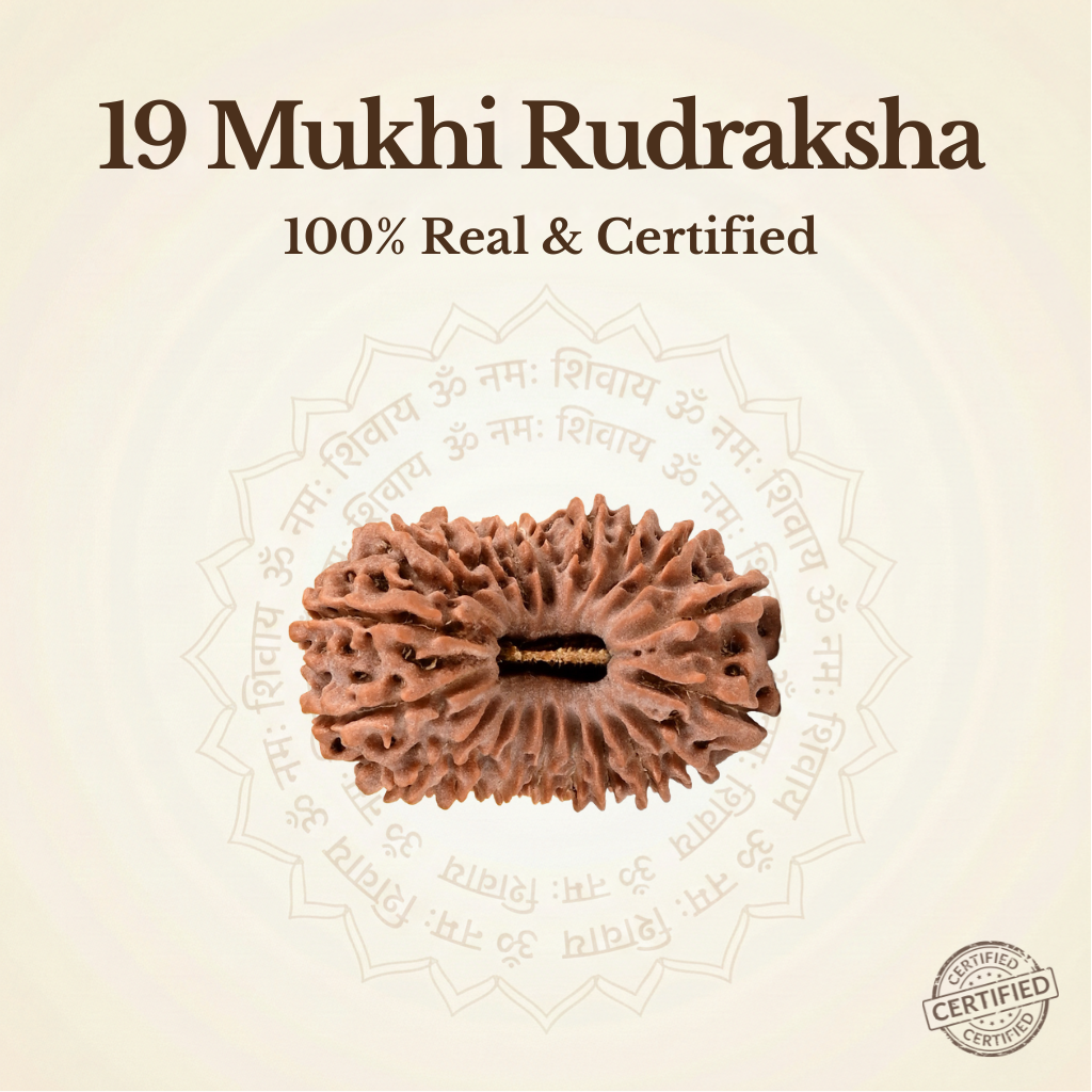Nepal Origin 19 Mukhi Rudraksha