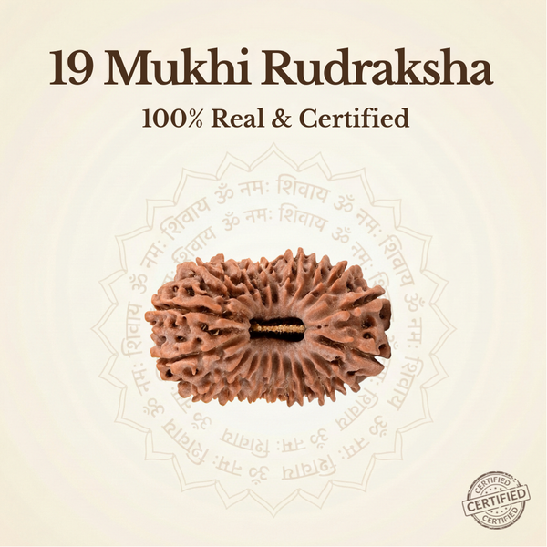 Nepal Origin 19 Mukhi Rudraksha