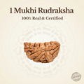 Nepal Origin 1 Mukhi Rudraksha