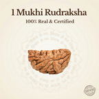 Nepal Origin 1 Mukhi Rudraksha