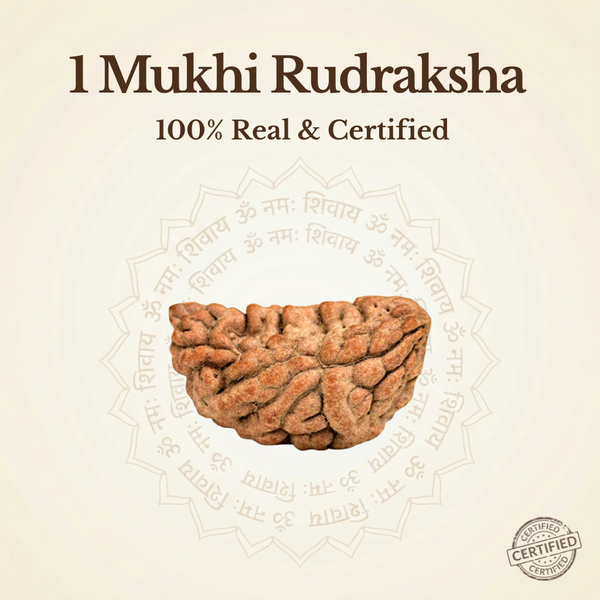 Nepal Origin 1 Mukhi Rudraksha