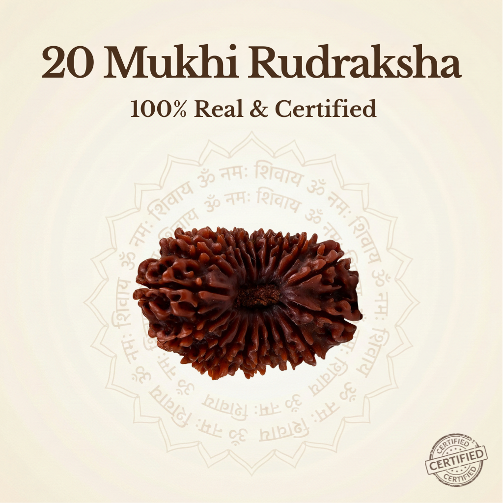 Nepal Origin 20 Mukhi Rudraksha