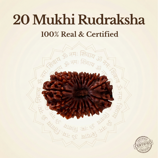 Nepal Origin 20 Mukhi Rudraksha