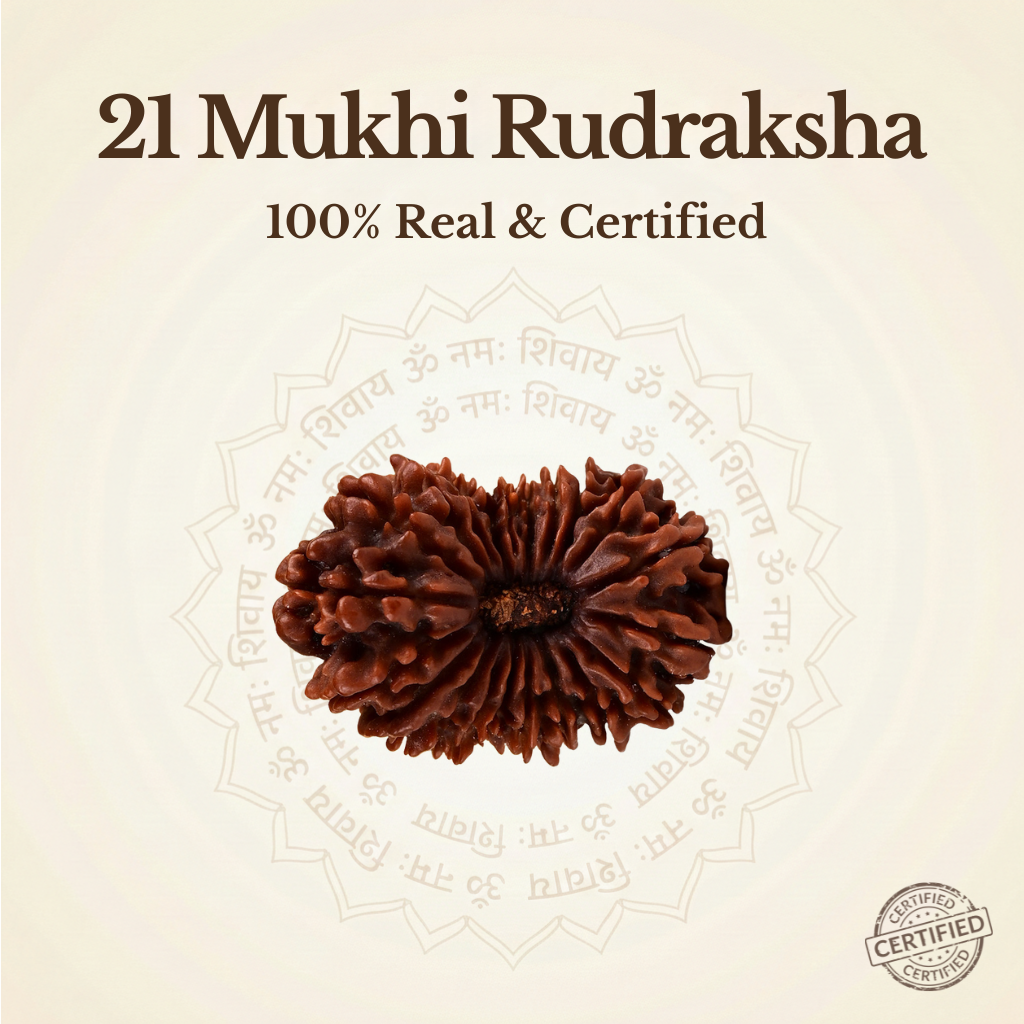Nepal Origin 21 Mukhi Rudraksha