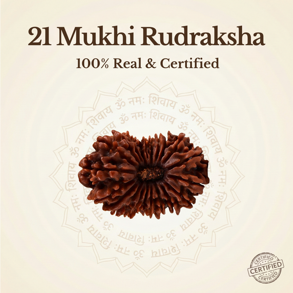 Nepal Origin 21 Mukhi Rudraksha