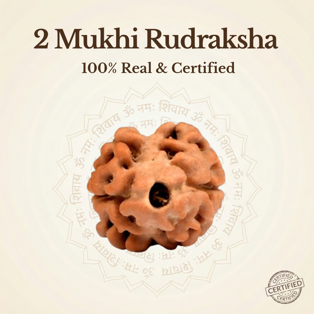 Nepal Origin 2 Mukhi Rudraksha