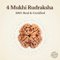 Nepal Origin 4 Mukhi Rudraksha