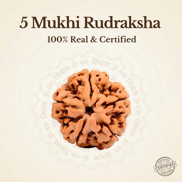 Nepal Origin 5 Mukhi Rudraksha