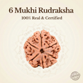 Nepal Origin 6 Mukhi Rudraksha