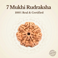 Nepal Origin 7 Mukhi Rudraksha