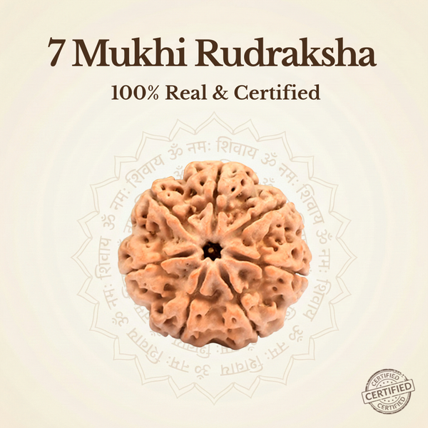 Nepal Origin 7 Mukhi Rudraksha