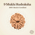 Nepal Origin 9 Mukhi Rudraksha