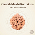 Nepal Origin Ganesh Mukhi Rudraksha