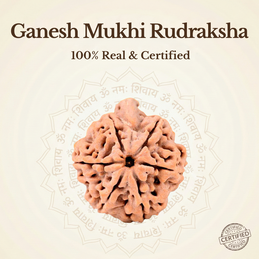 Nepal Origin Ganesh Mukhi Rudraksha