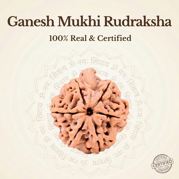 Nepal Origin Ganesh Mukhi Rudraksha