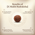 Nepal Origin 1 Mukhi Rudraksha
