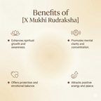 Nepal Origin 1 Mukhi Rudraksha